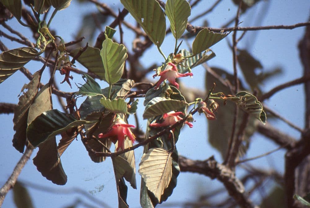 Dipterocarpus 11