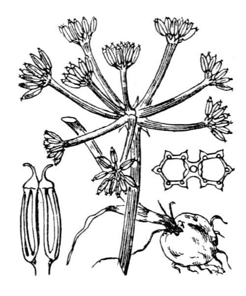Bunium 8