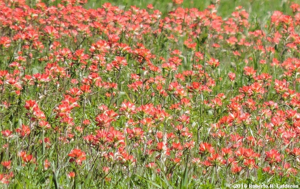 Castilleja 8