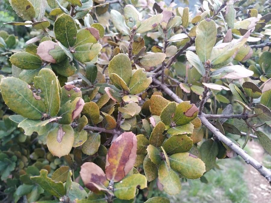 Leder-Eiche 18