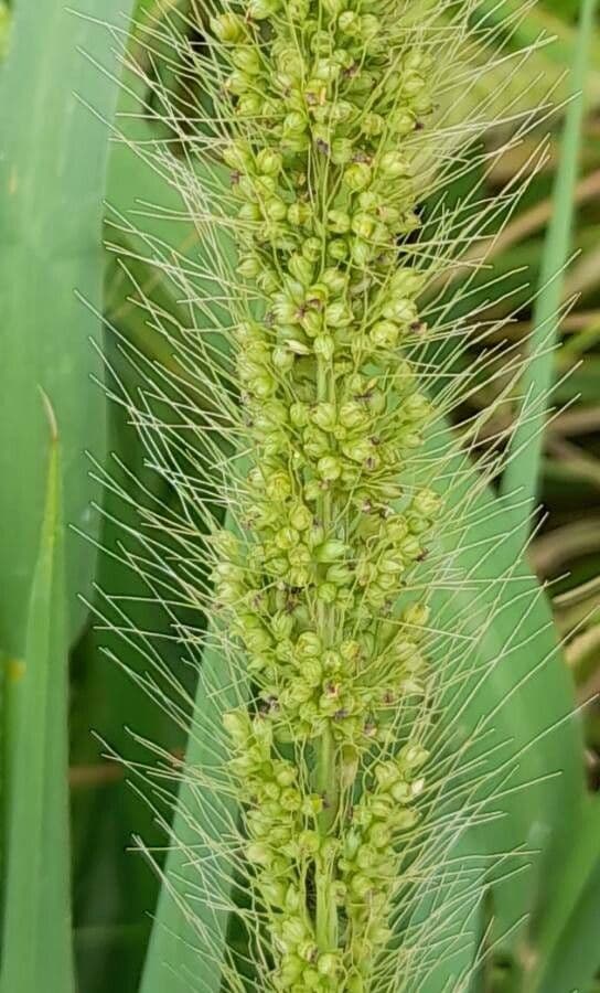 Setaria 2