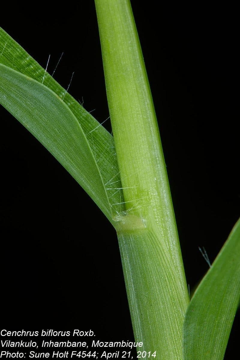 Cenchrus biflorus 22