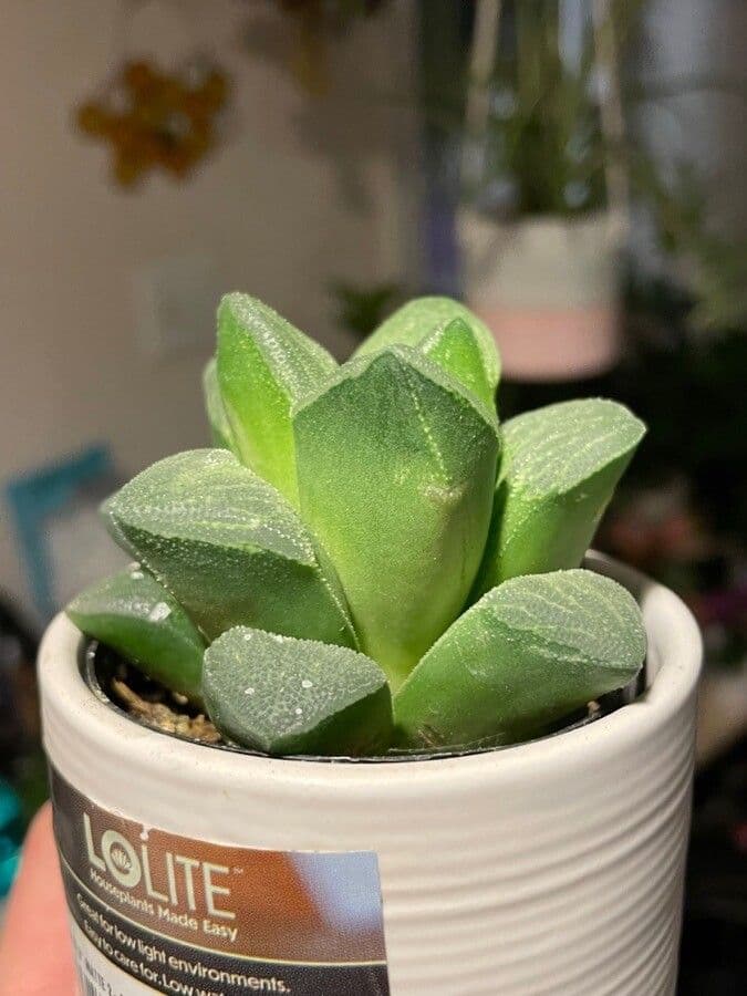 Haworthia 4