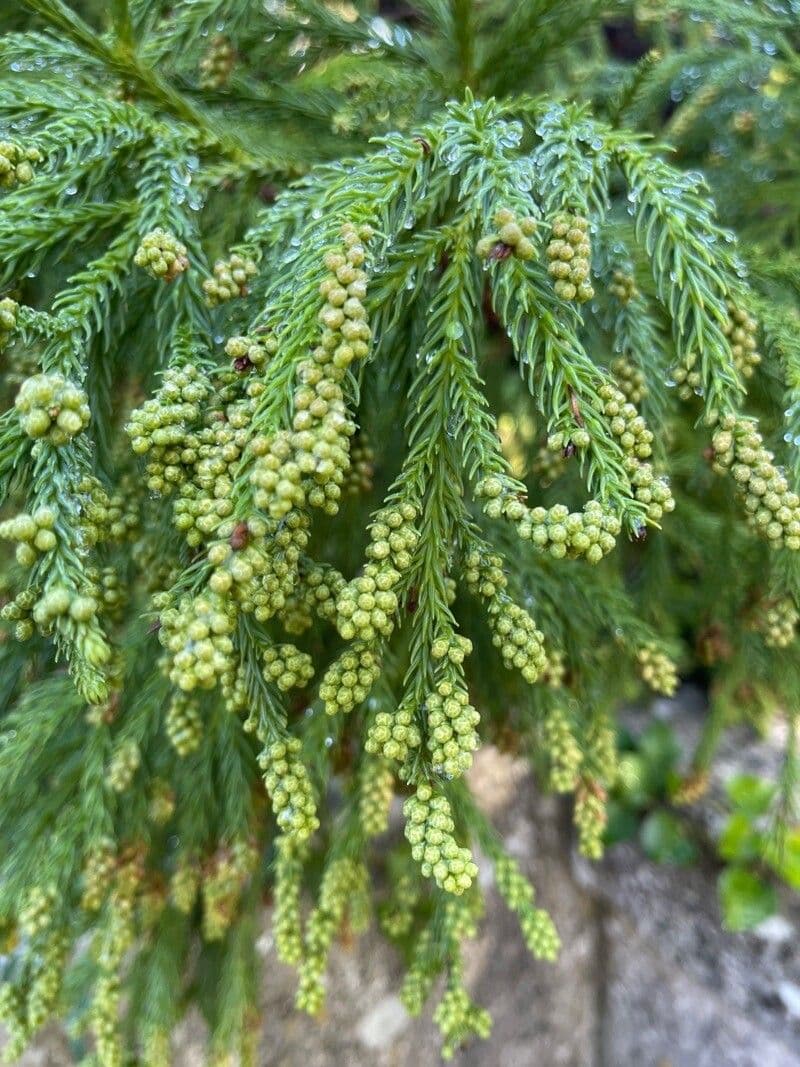 Criptomeria japonesa 5