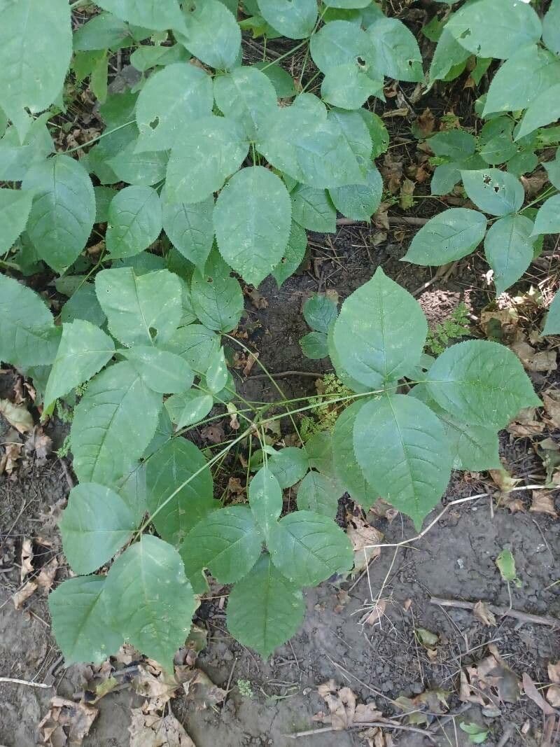 Staphylea trifolia 20