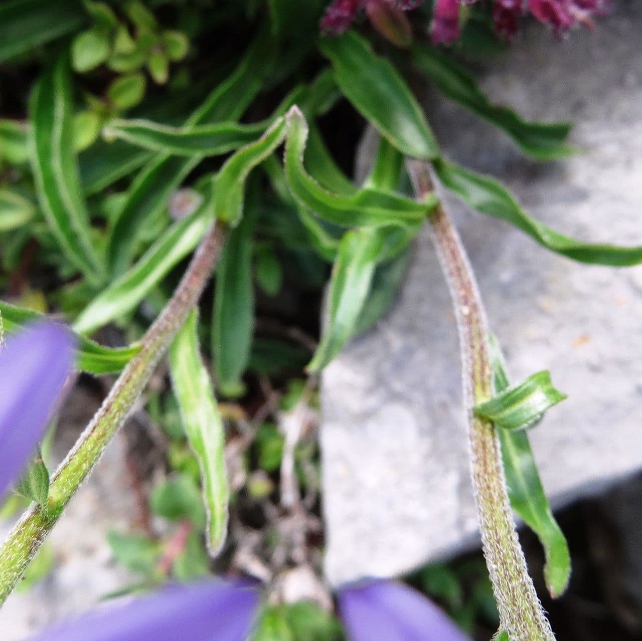 Alpen-Aster 16