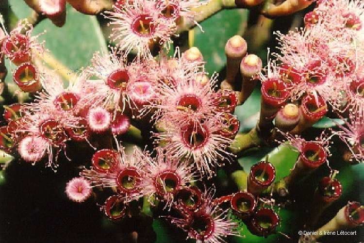 Syzygium 7