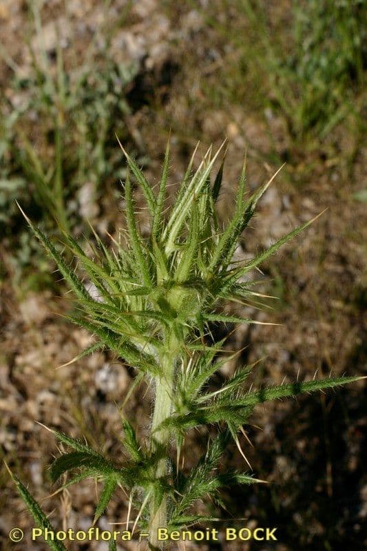 Cardo feroce 2