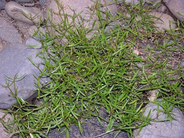 Oldenlandia 12
