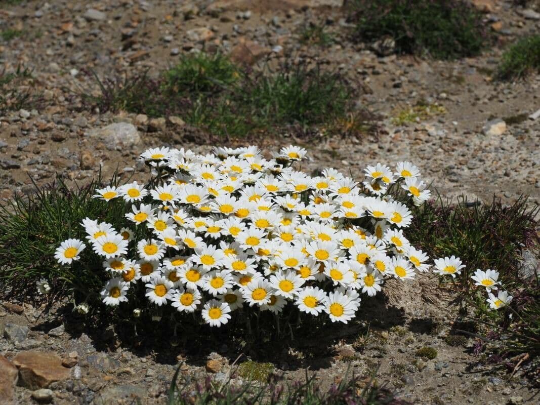Alpen-Margerite 13