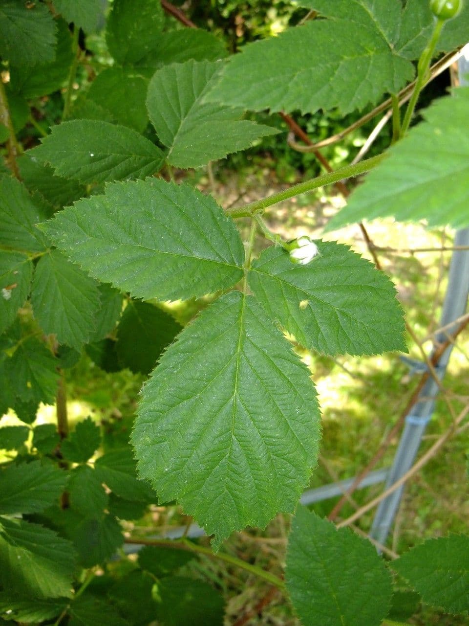 Ronse ásper 18