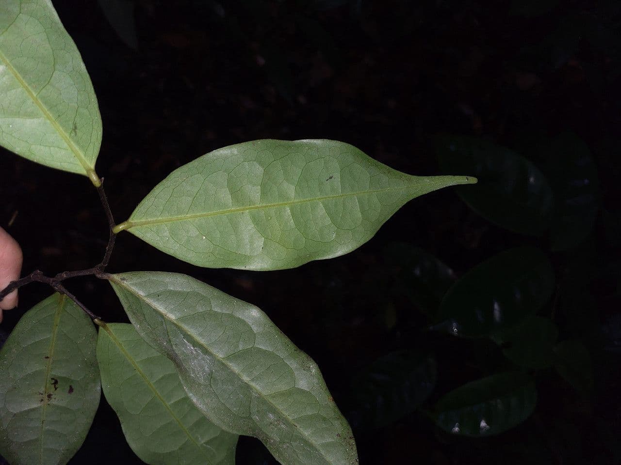 Oxandra 7