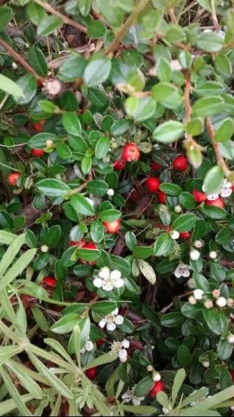 Cotoneaster 10