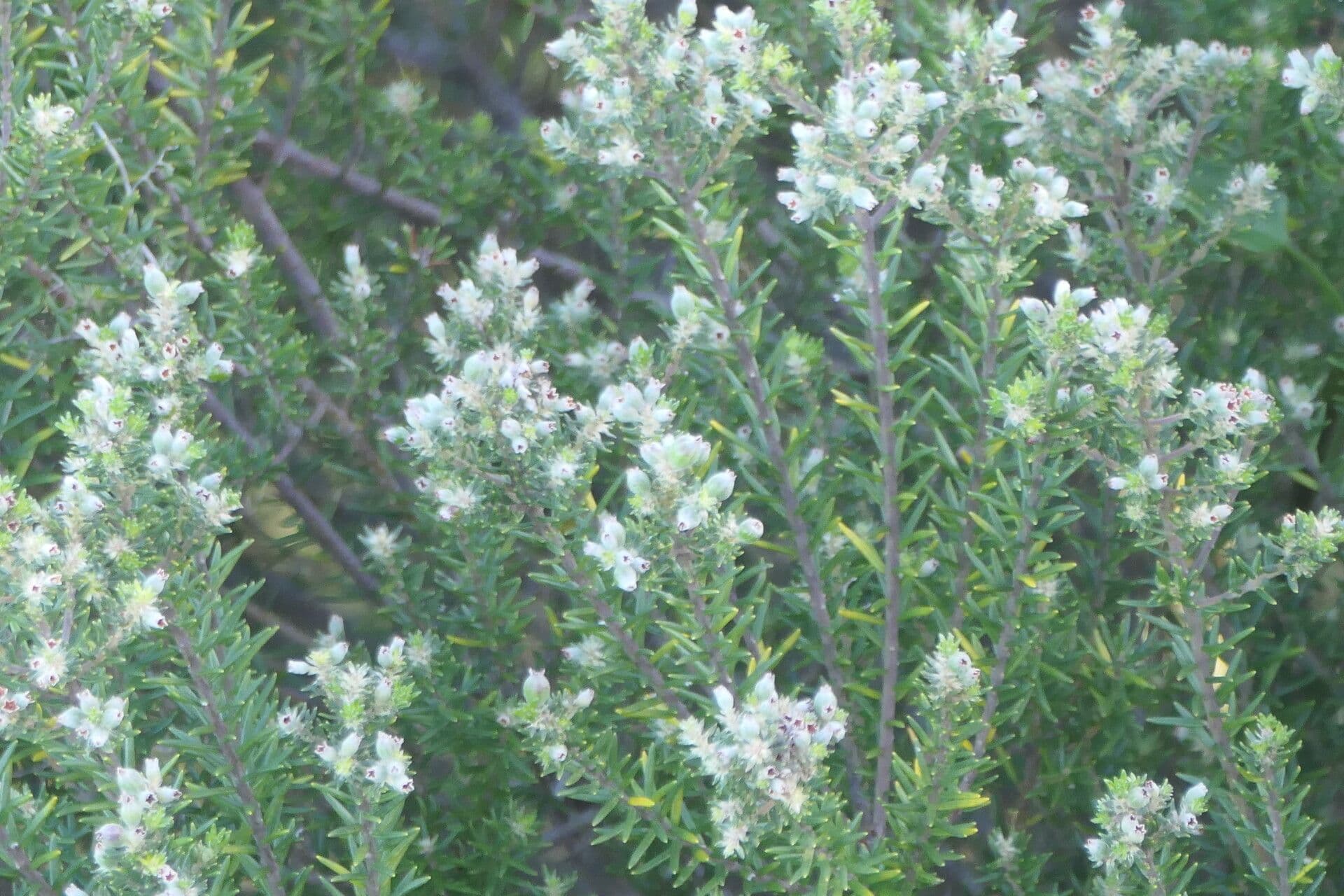 Phylica