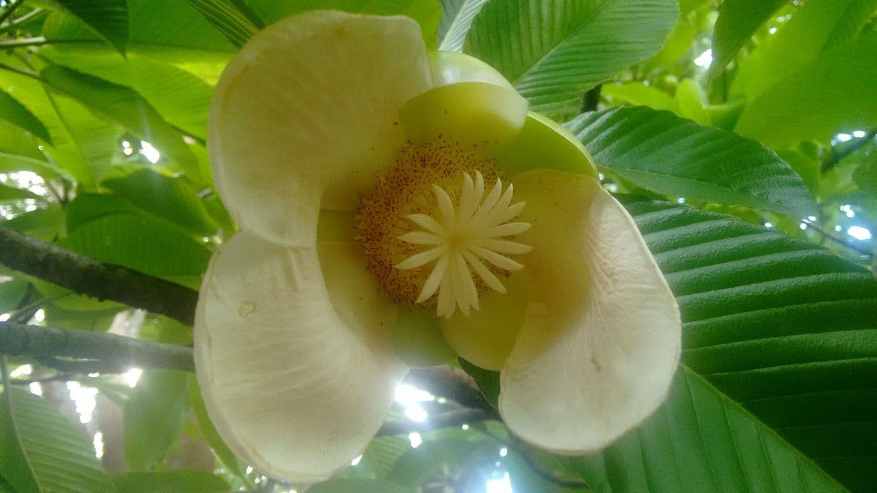 Dillenia indica 6