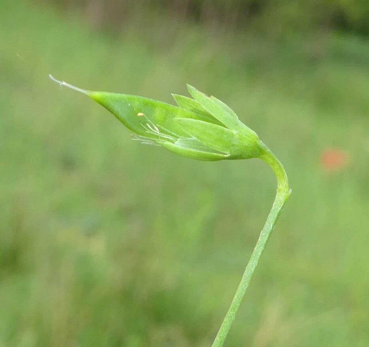 Cicerchia bastarda 5
