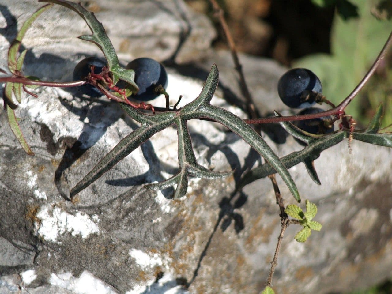 Passiflora 5