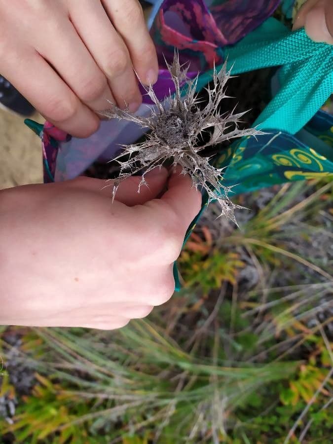 Carlina corimbosa 16