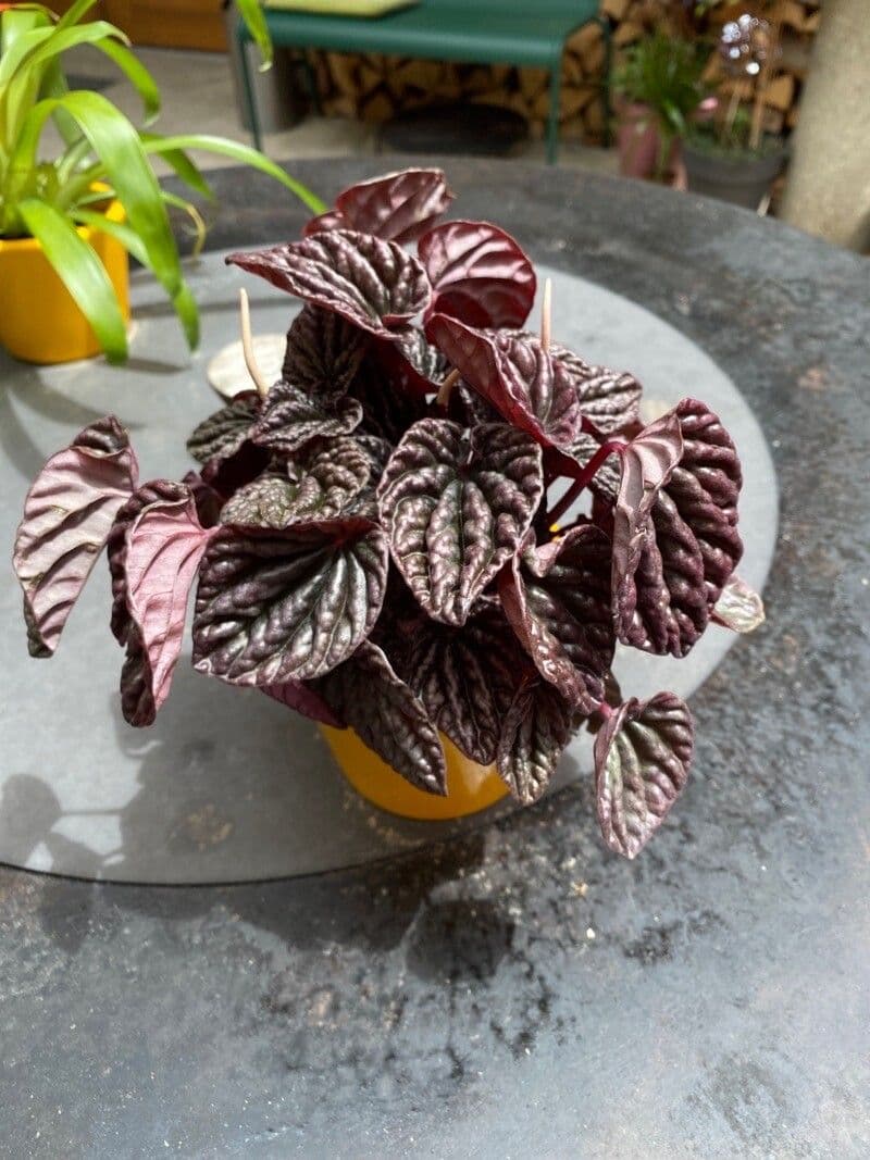 Peperomia 13