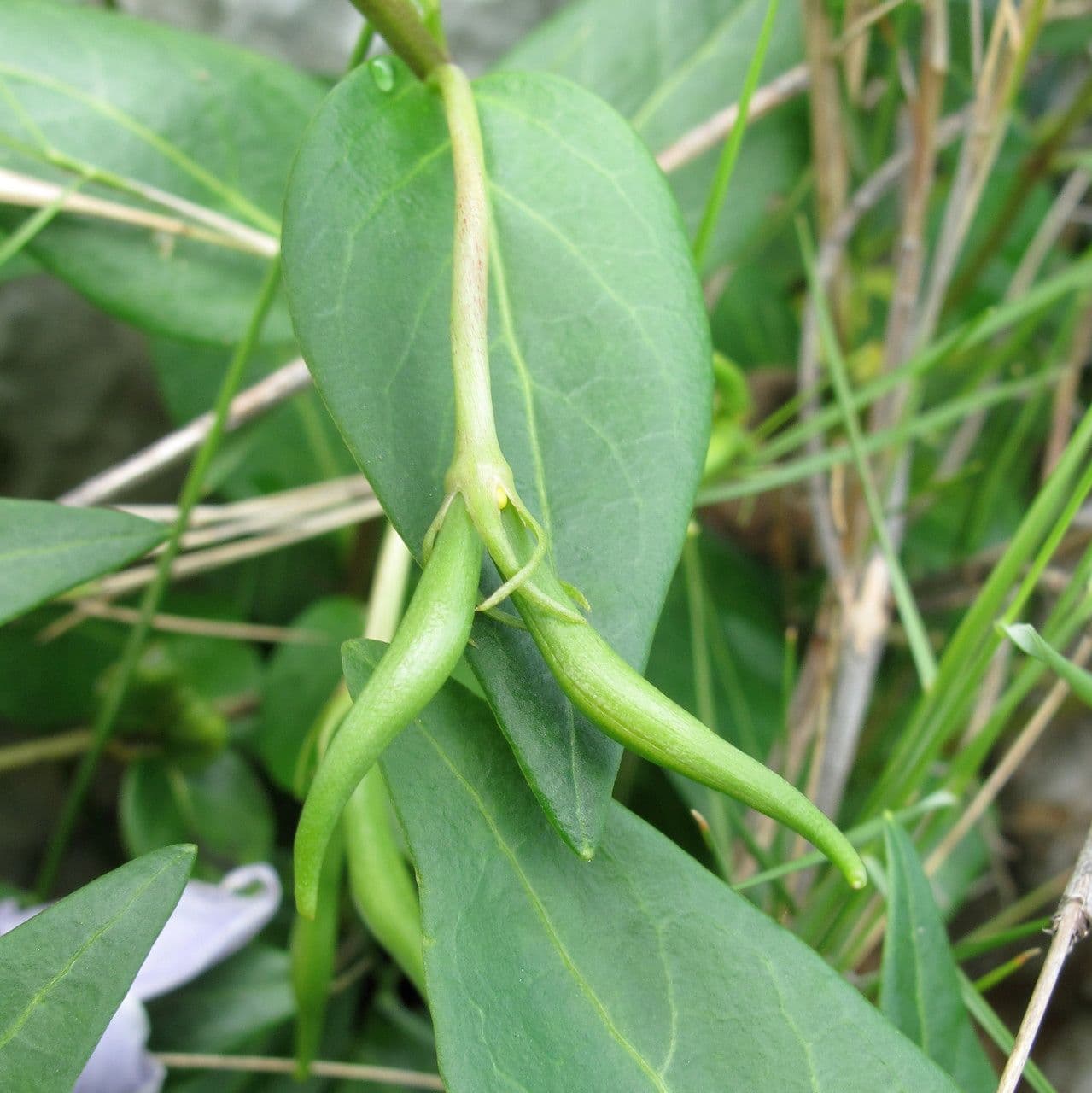 Pervinca difforme 2