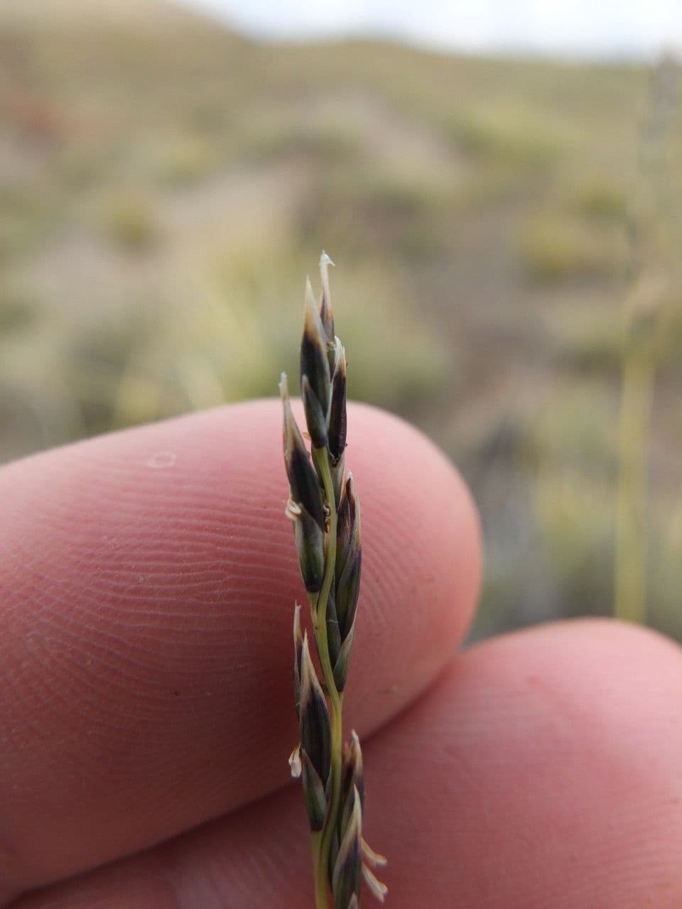 Festuca
