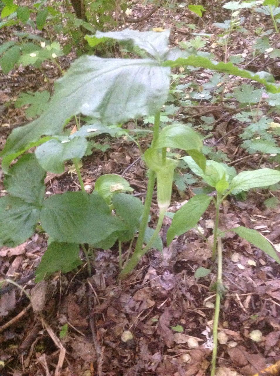 Arisema trójlistna 13