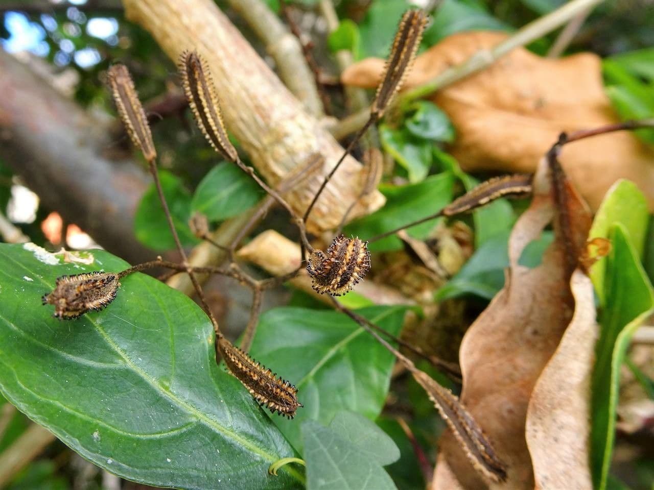 Pisonia 2