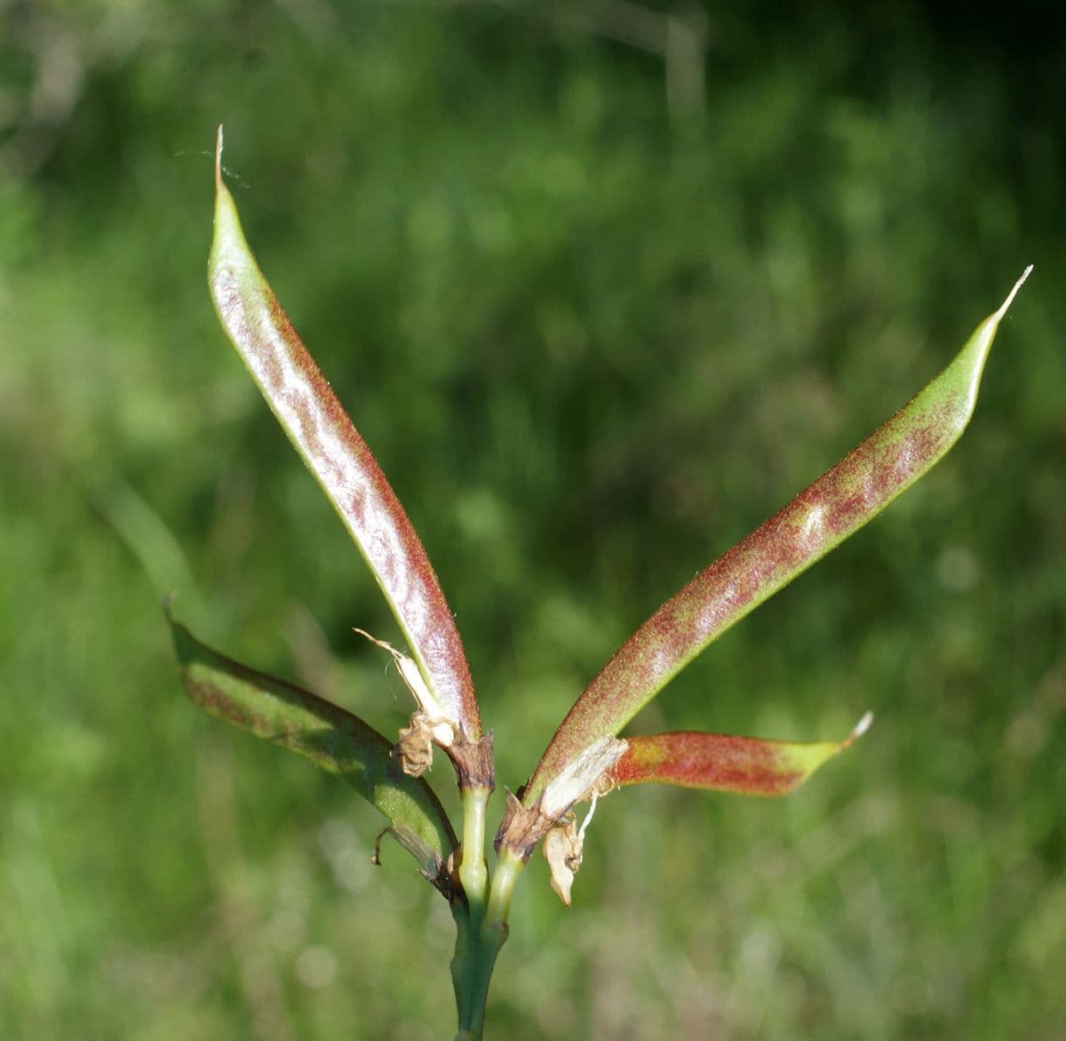 Lathyrus 2