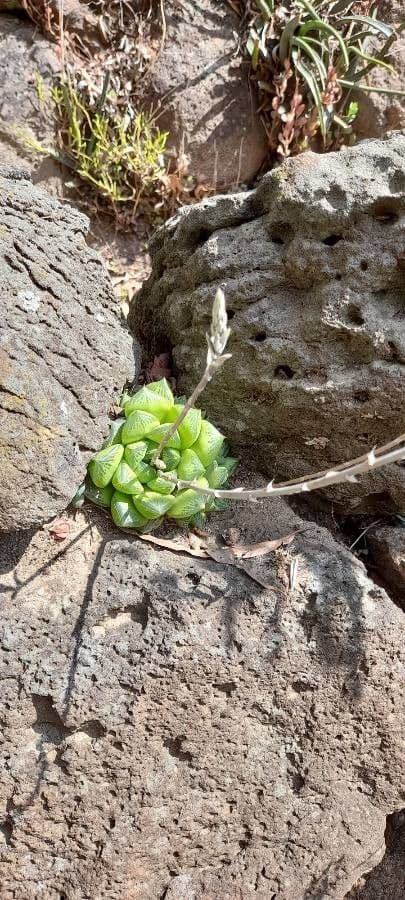 Hawortia 10