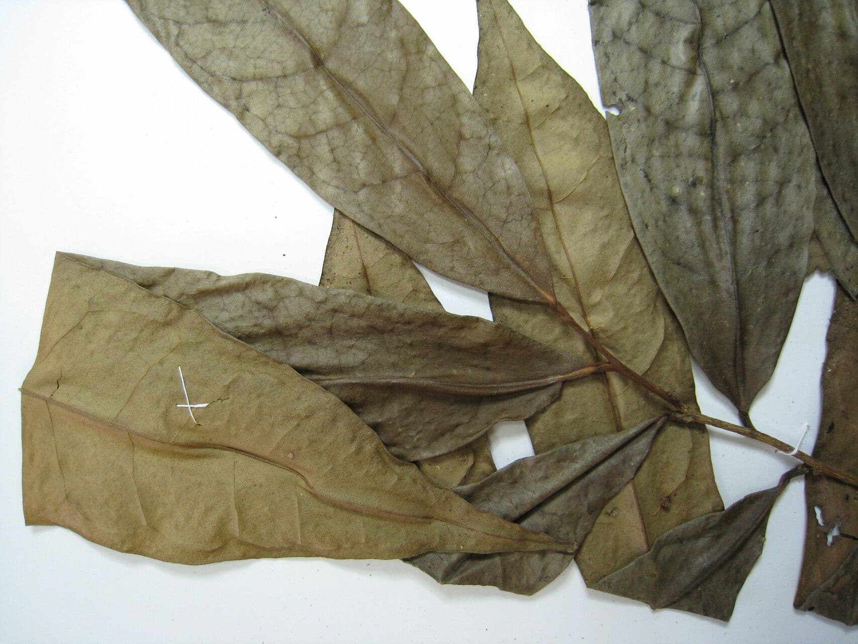 Anaxagorea 21