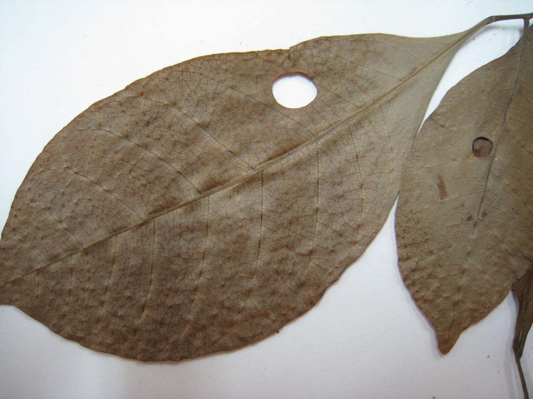 Kleinblütige Trichilie 3