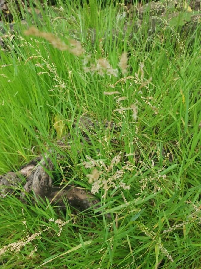 Leersia hexandra 5