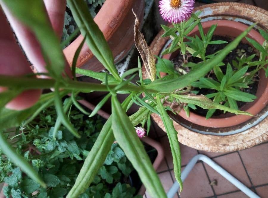 Xerochrysum 29