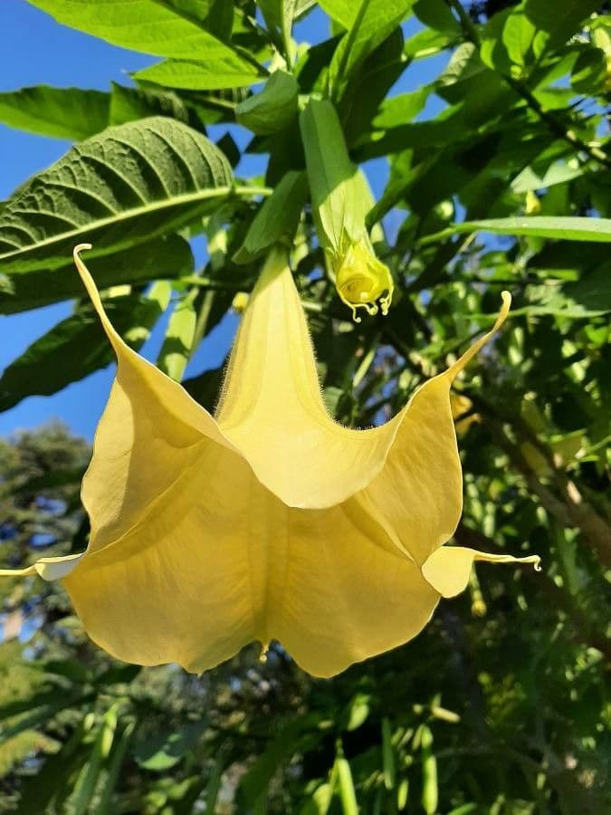 Datura 10