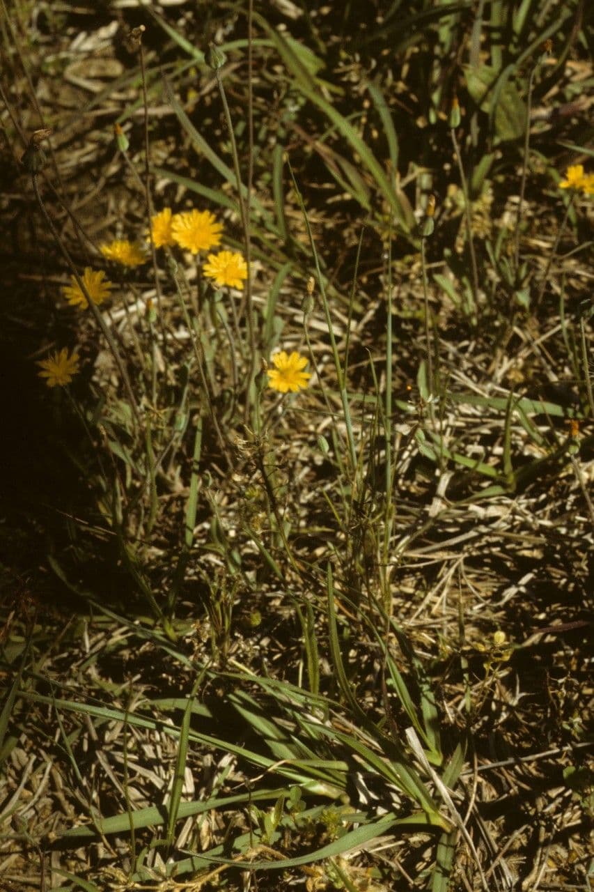 Krigia virginiana 10