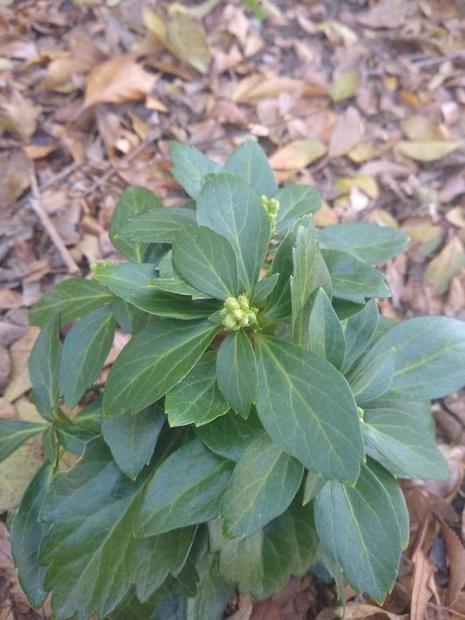 Pachysandra terminale 4