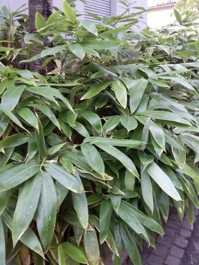 Bambù palmata 3