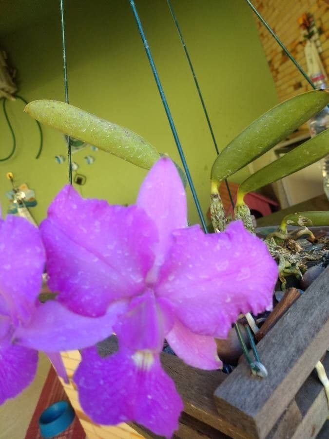 Cattleya di Walker 2