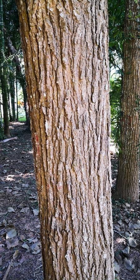 Quercia 7