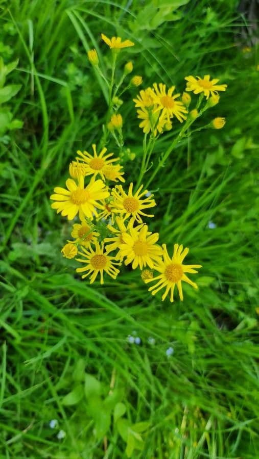 Senecione acquatico 3