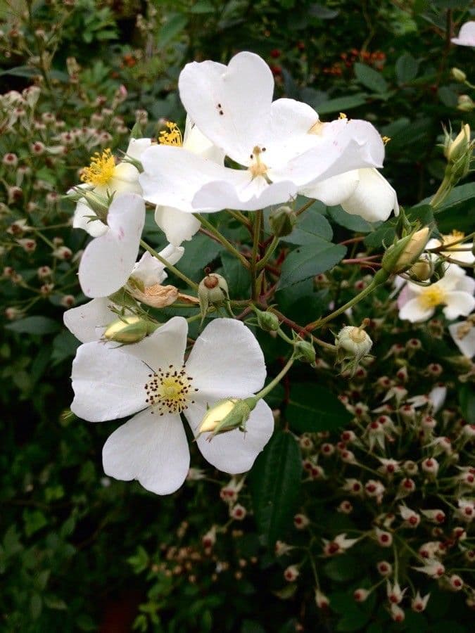 Rosa selvatica comune 14