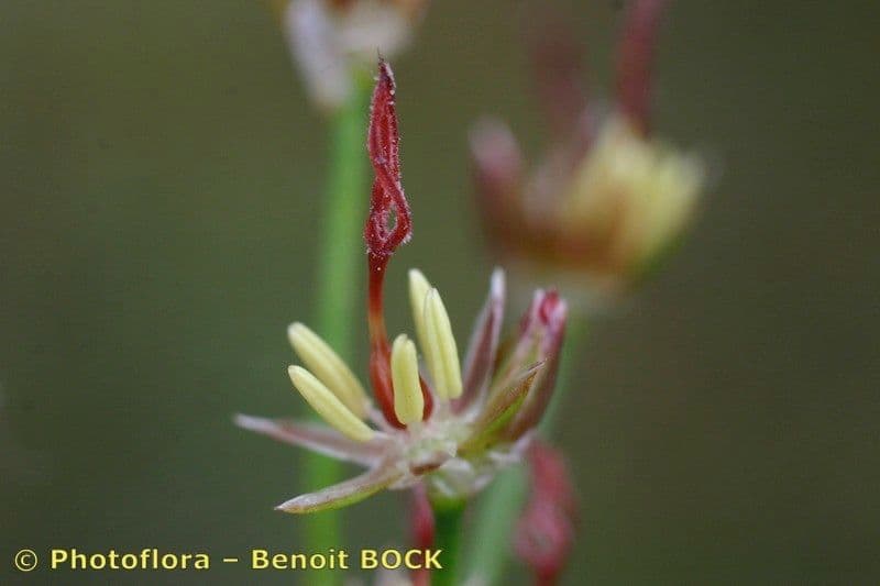 Mannigfaltige Binse 10
