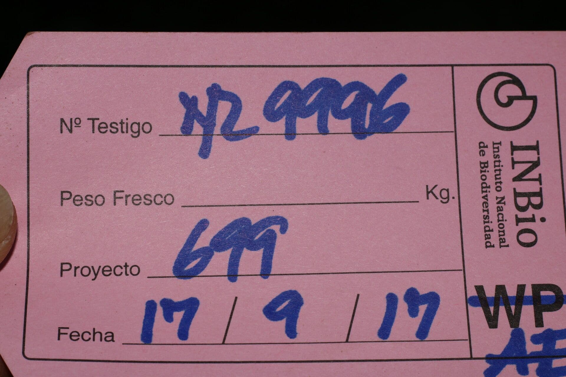 Tephrosia 2