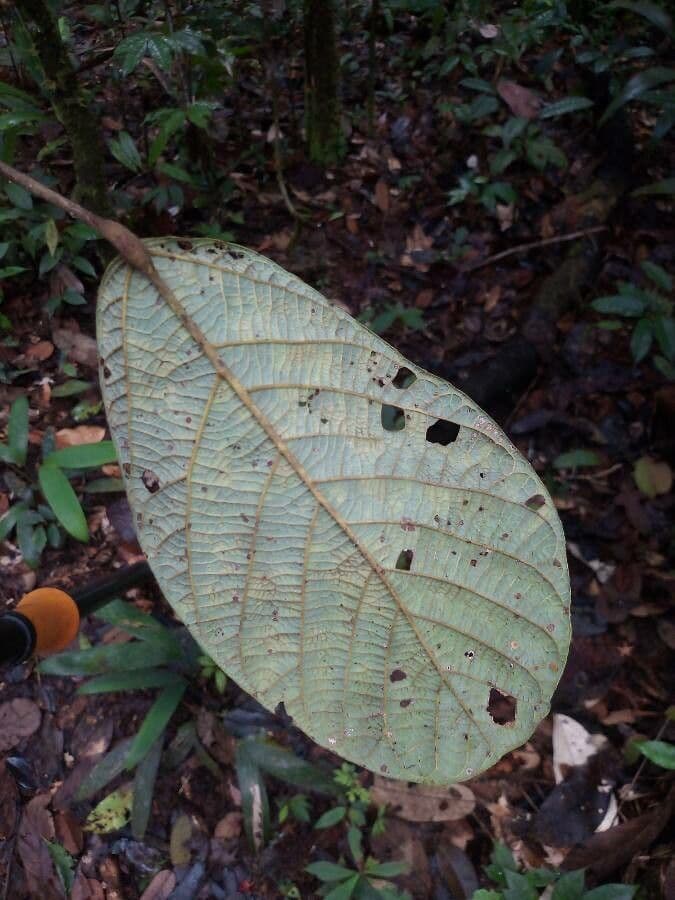 Sterculia 5
