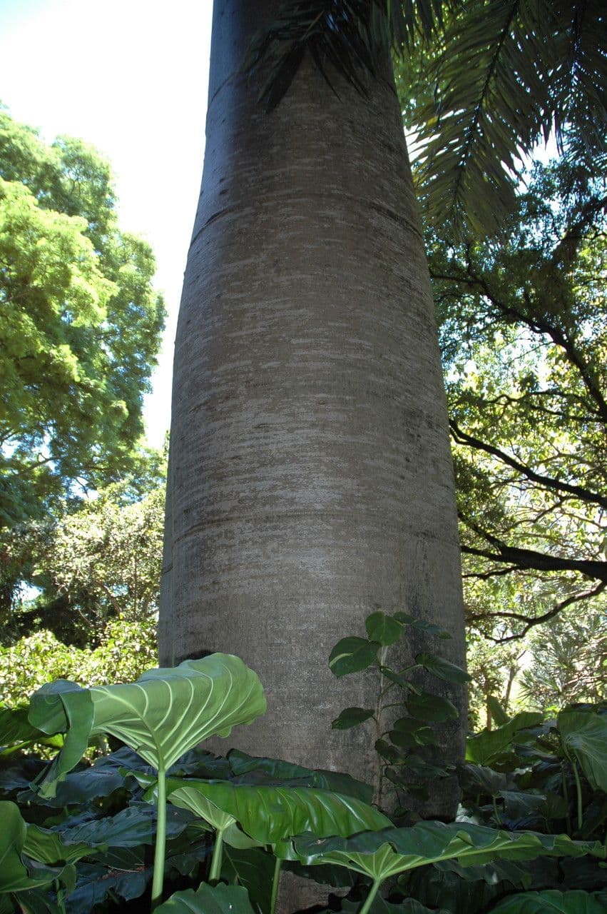 Cavanillesia platanifolia 9
