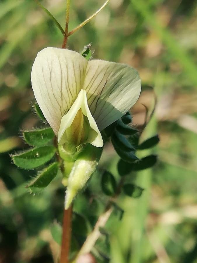 Vicia hybrida 10