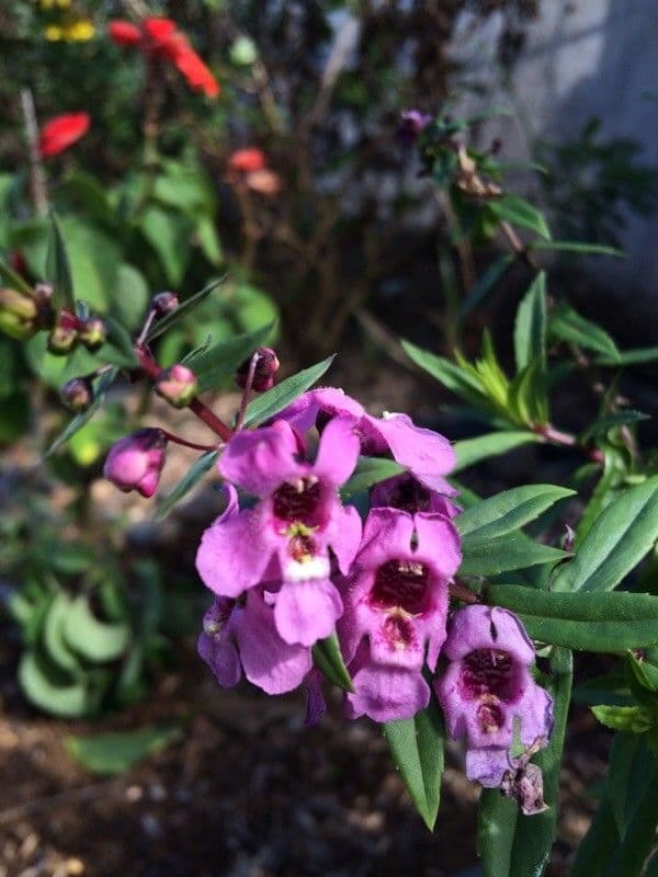 Angelonia