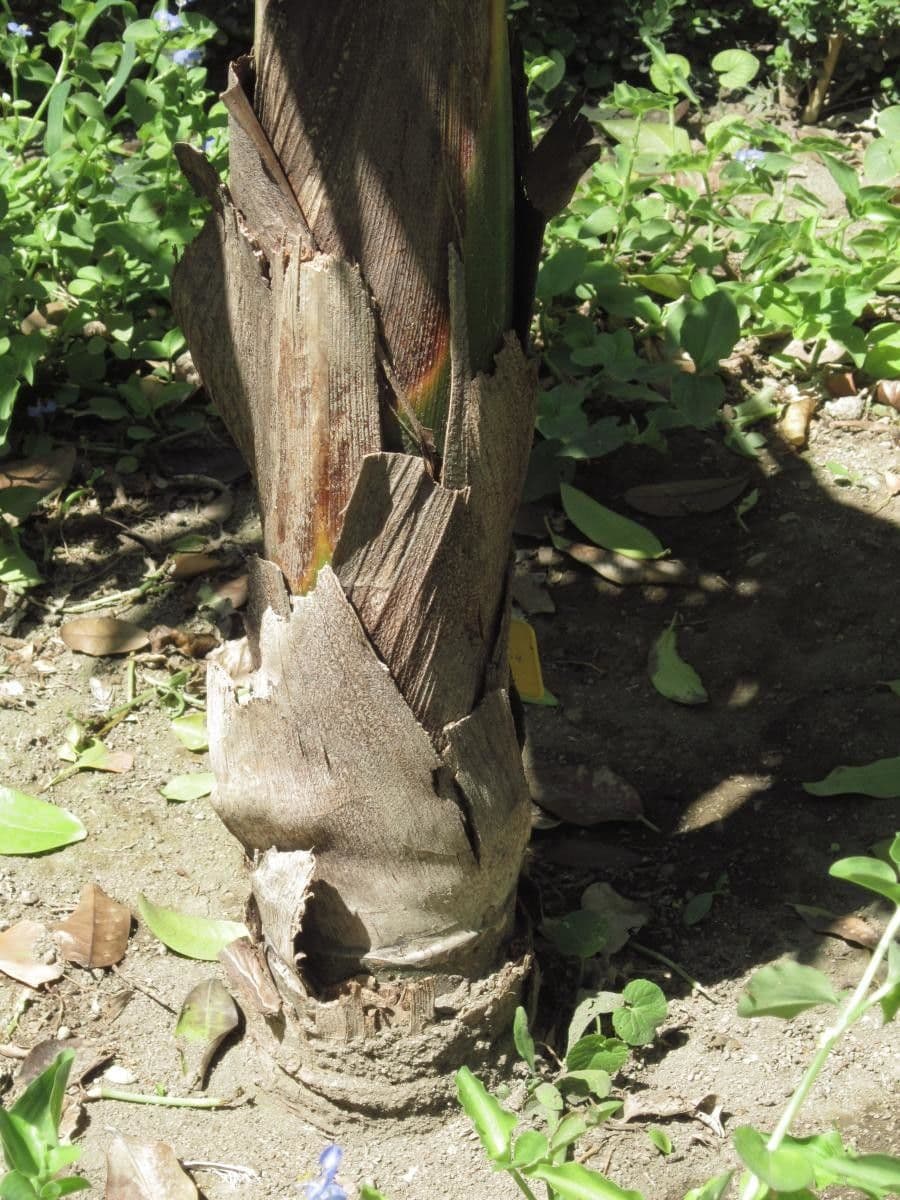 Burretiokentia hapala 5