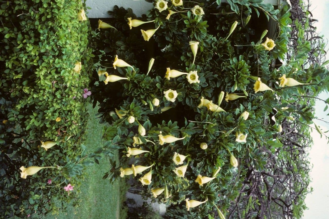 Solandra grandiflora 10