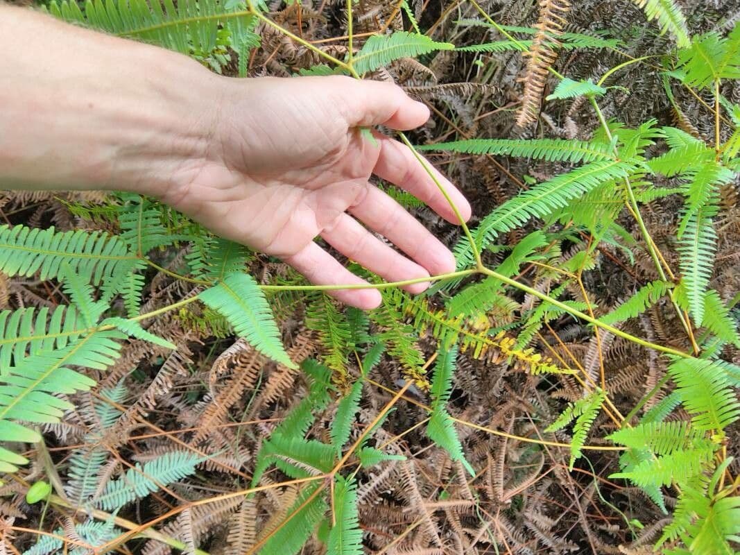 Dicranopteris linearis 13